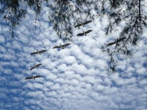 18 & over - 3rd - Clare N - Pelicans under mackerel sky