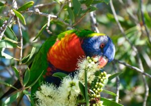 18 & over - Commended - Elizabeth T - Rainbow lorikeet