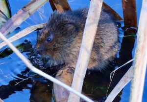 18 & over - Commended - Jane C-D - Ratty the watervole