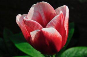 18 & over - Commended - Mike O - The red tulip