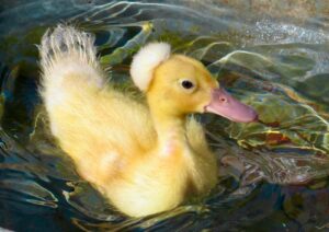 18 & over - Highly Commended - Elizabeth T - Crested Duckling