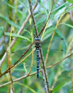 18 & over - Highly Commended -Jane C-D - Blue dragonfly with delicate wings