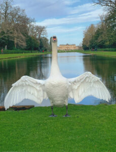 18 & over - Highly Commended - Nikki C - Swanning around