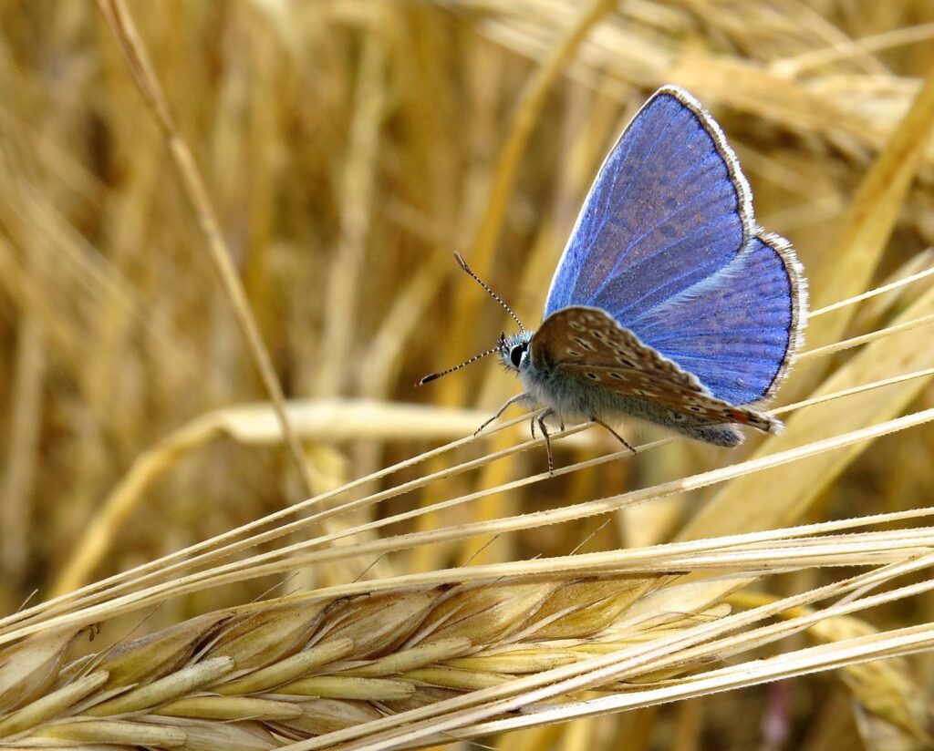 Winner 2025 - Common Blue Butterfly - Elizabeth T