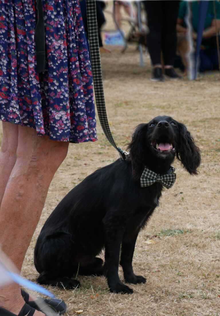HENRY - winner of Most Gorgeous Golden Oldie
