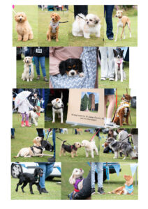 Dog Show Collage