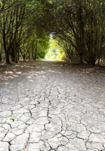 Dried up path with trees