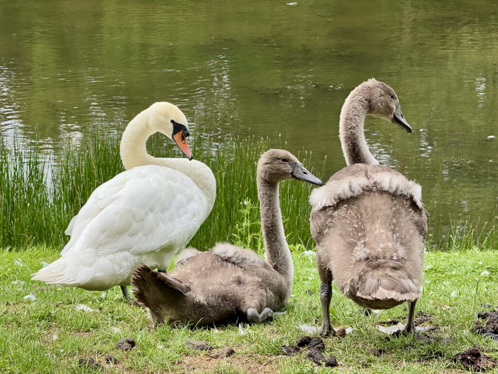 Swan and 2 cygnets