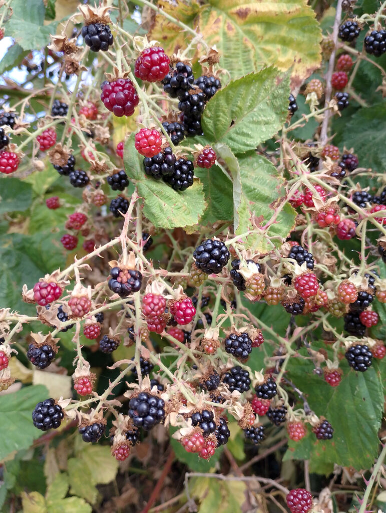 Berries ripening on a bush