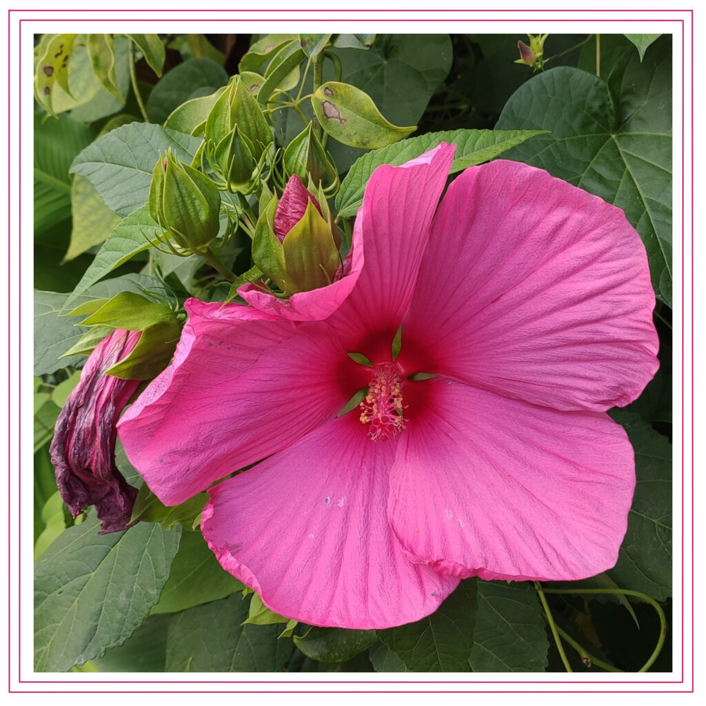 Hibiscus flower in bloom with dead bloom