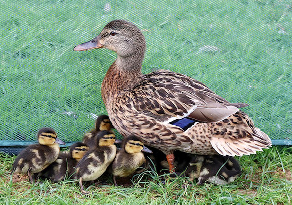 Duck with ducklings