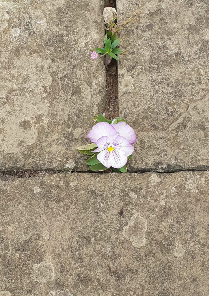Flower in pavement crack