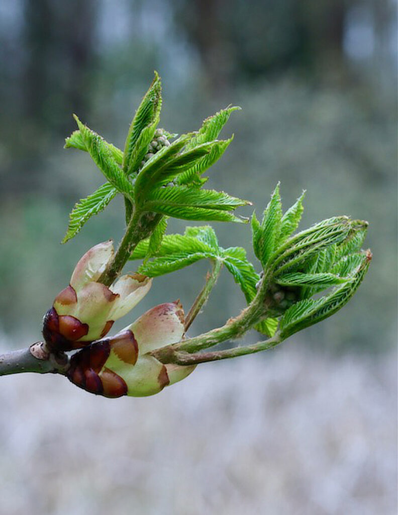 Leaves bursting out of buds