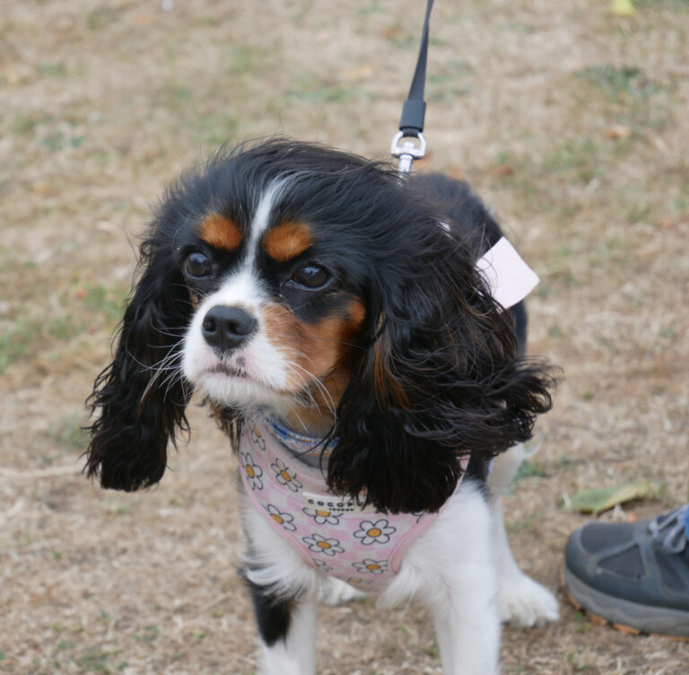 DAISY, our Yummiest Youngster