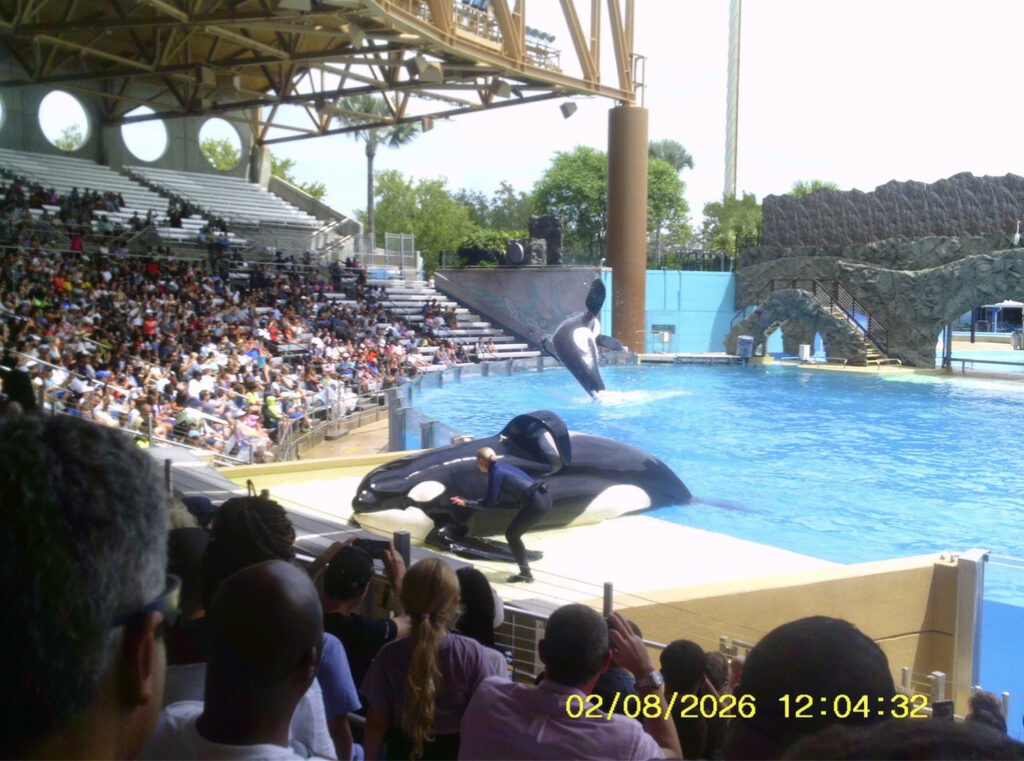 Whale coming out of the water