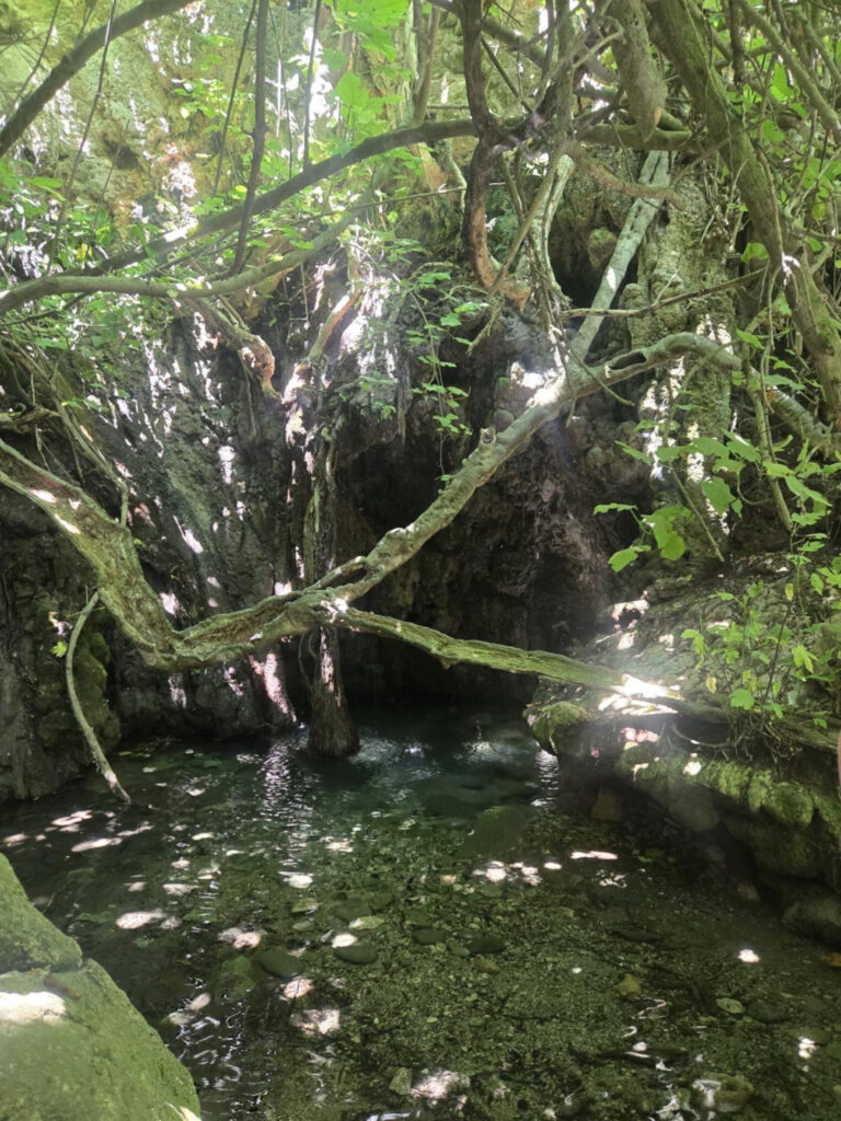 Trees over a pond