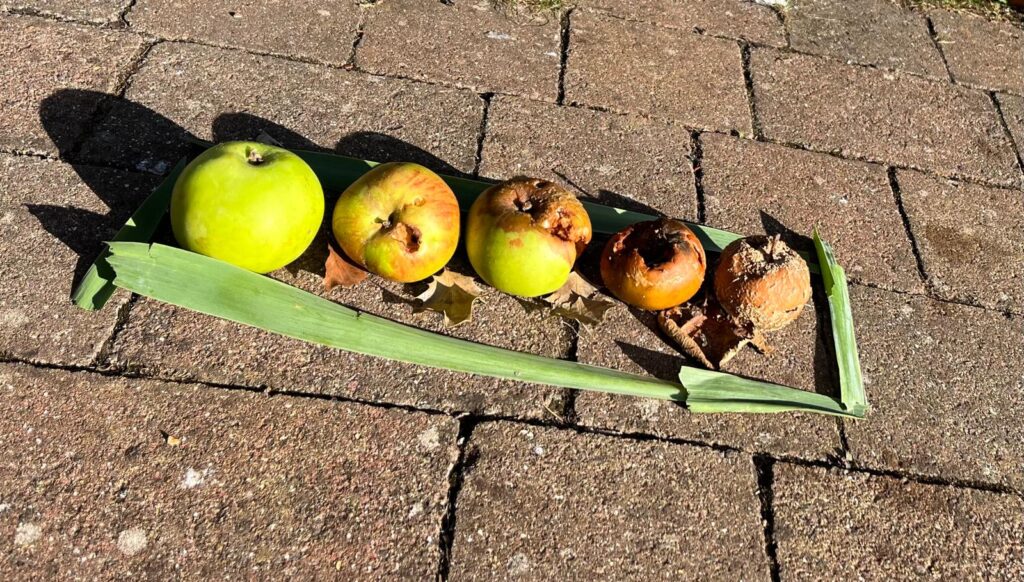 5 apples showing stages of decay