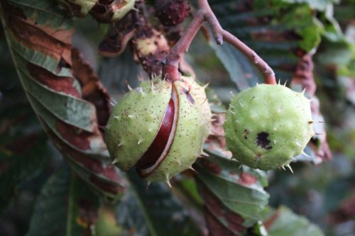 Conker splitting out of case
