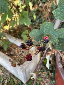 Berries ripening on a branch