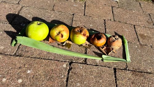 5 apples showing stages of decay
