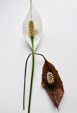 2 lilies, one dead and one alive